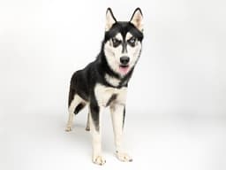 Bandit image 1