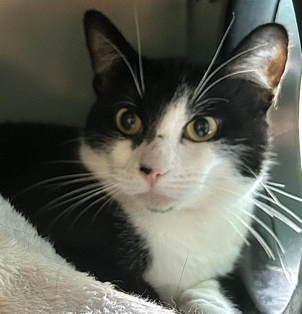 Cue Ball - Domestic Short Hair