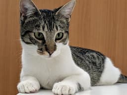 Lupita image 1