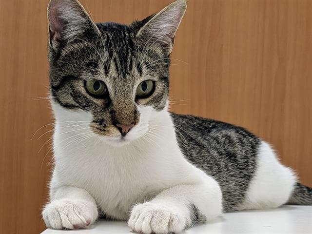 Lupita - Domestic Short Hair