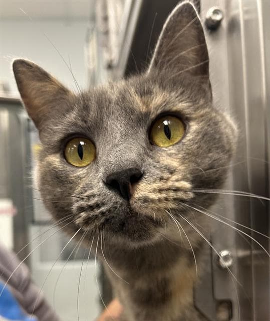 Ruby - Domestic Medium Hair