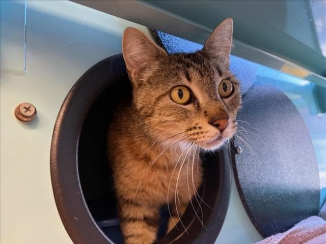 Rosalita - Domestic Short Hair
