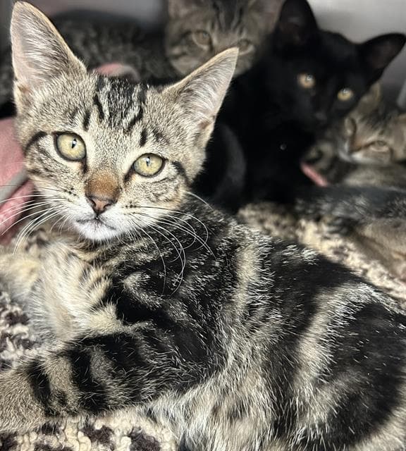 Oak - Domestic Short Hair
