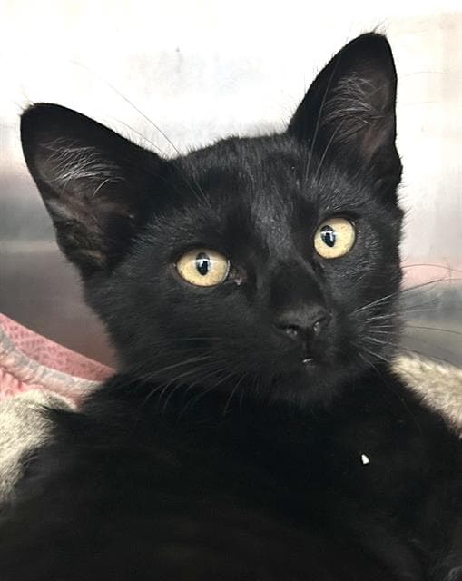 Pine - Domestic Short Hair