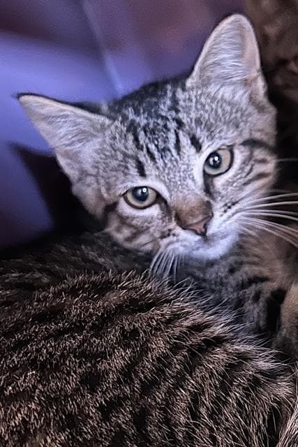 Manzanita - Domestic Medium Hair