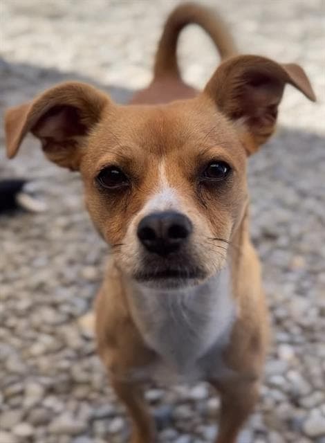 Peanut - Chihuahua