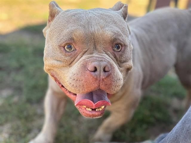 Kewpie - American Bulldog