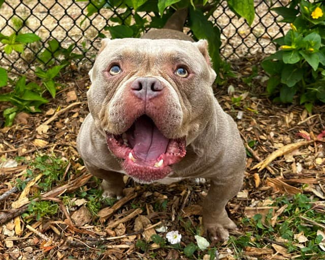 Kewpie - American Bulldog