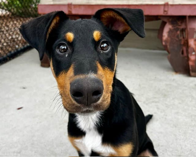 Calista - Doberman Pinscher