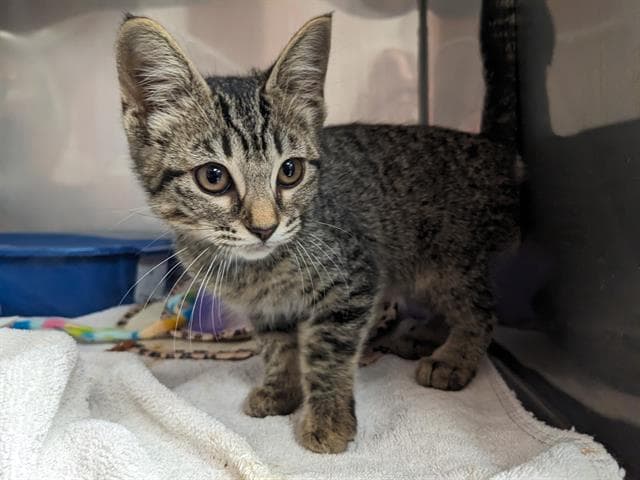 Willow - Domestic Short Hair