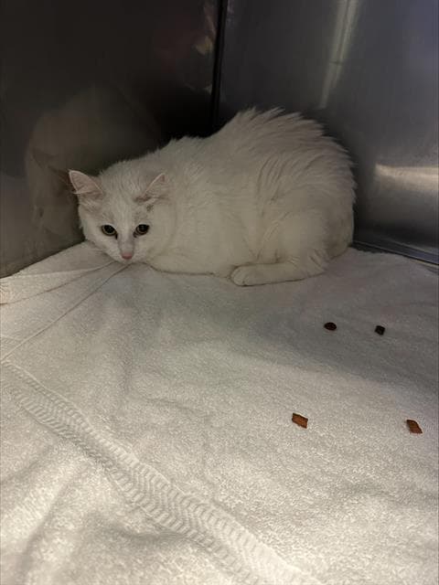 Willow - Domestic Short Hair