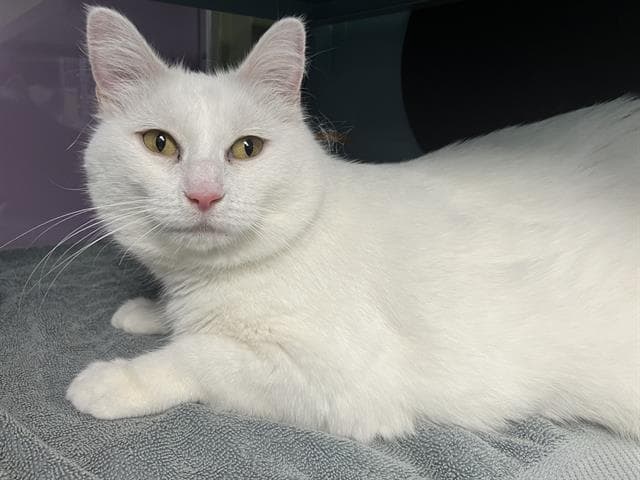 Willow - American Shorthair