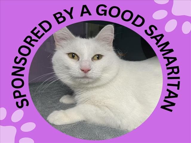 Willow - American Shorthair