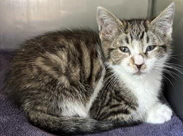 Bandit - Domestic Short Hair