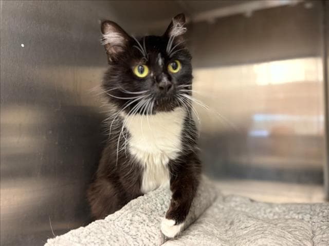 Blue - Domestic Medium Hair