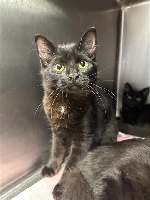 Mila - Domestic Short Hair