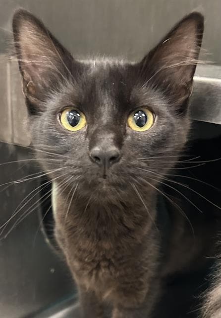 Negrita - Domestic Short Hair