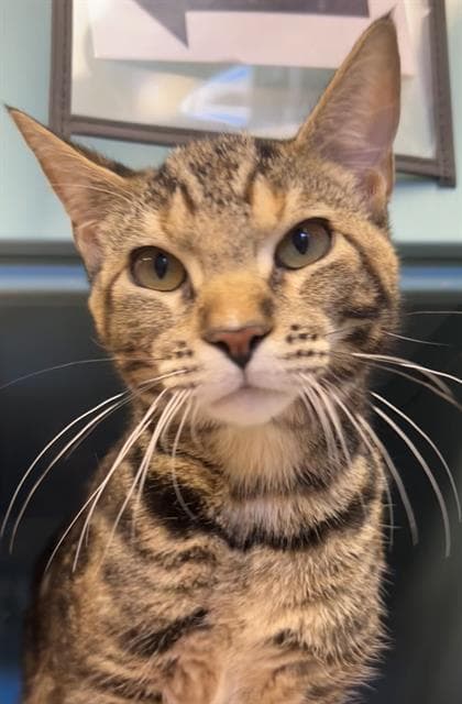 Cinna Swirl - Domestic Short Hair