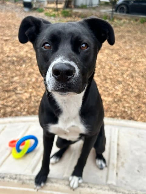 Lilith - Pit Bull Terrier