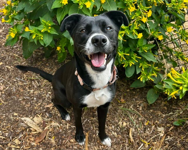 Lilith - Pit Bull Terrier