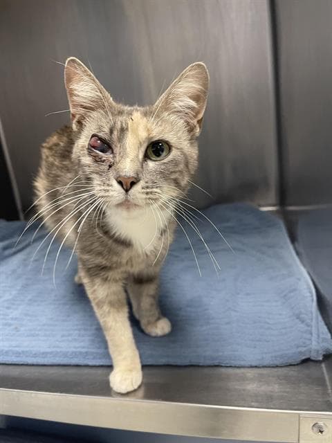 Sarah - Domestic Short Hair