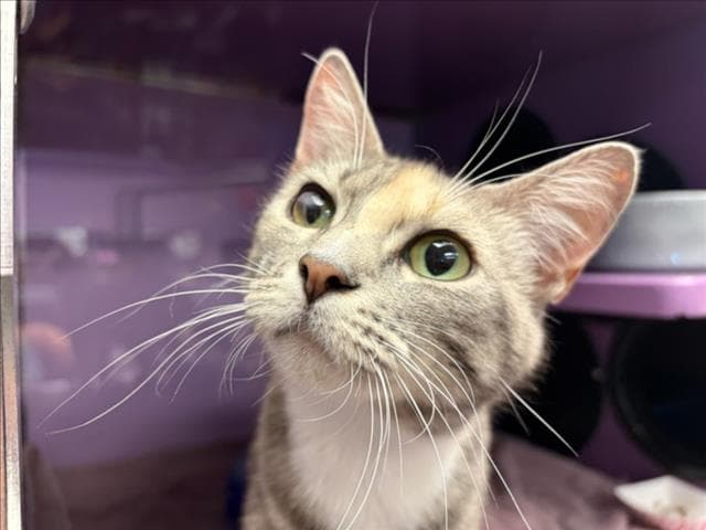 Sarah - Domestic Short Hair