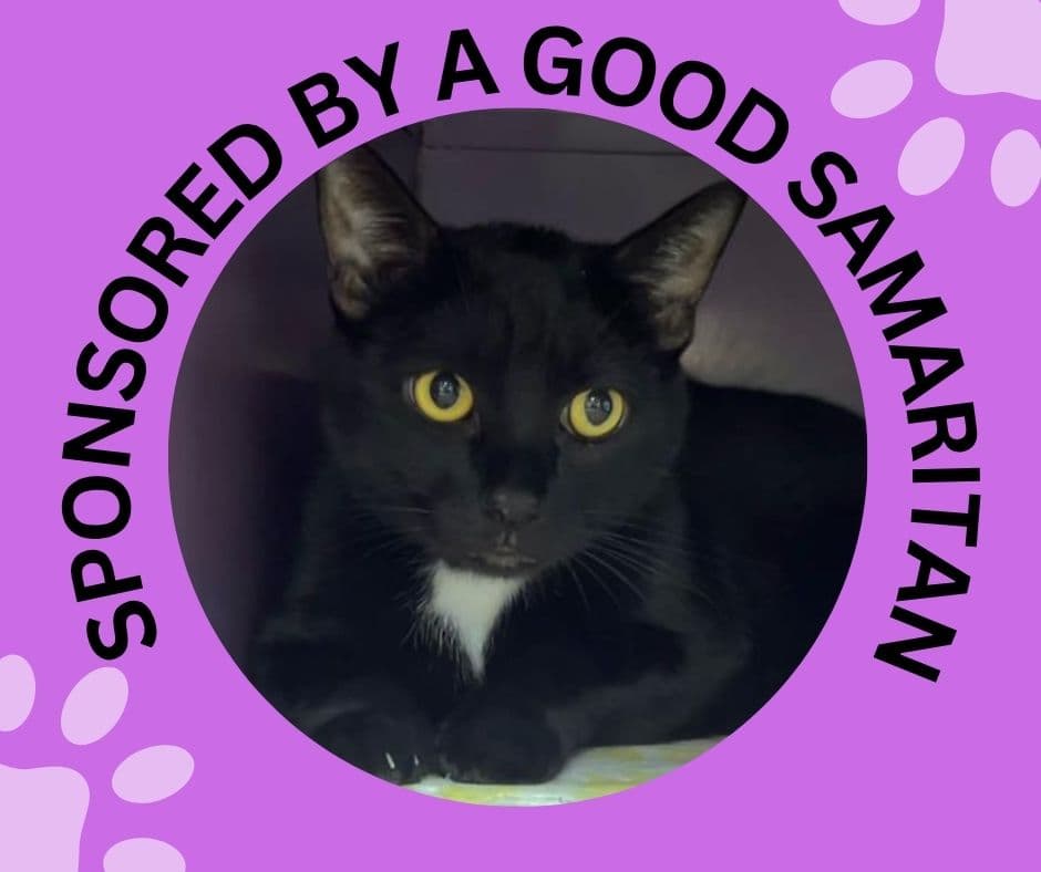 Big Boy - Domestic Short Hair