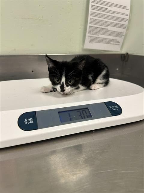 Unknown - Domestic Short Hair