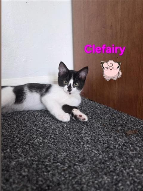 Unknown - Domestic Short Hair