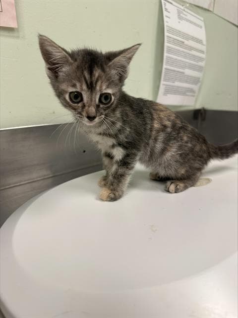 Unknown - Domestic Short Hair