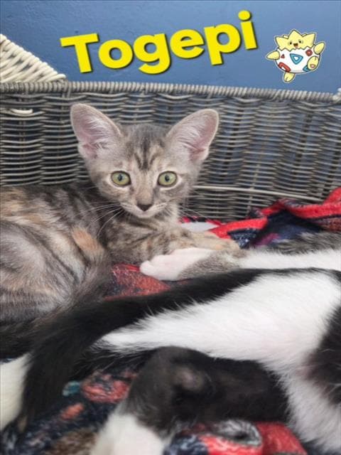 Unknown - Domestic Short Hair