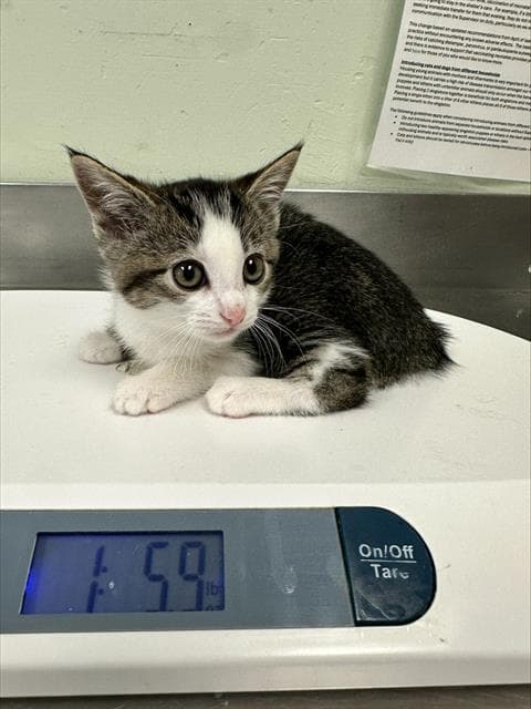 Unknown - Domestic Short Hair