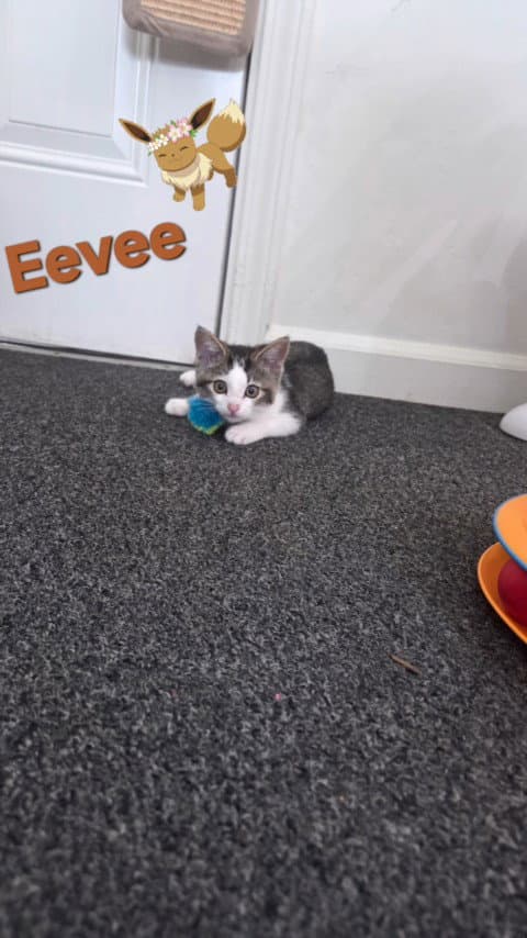 Unknown - Domestic Short Hair