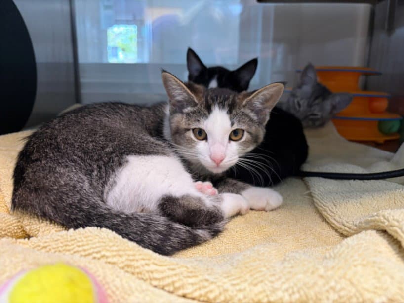 Unknown - Domestic Short Hair