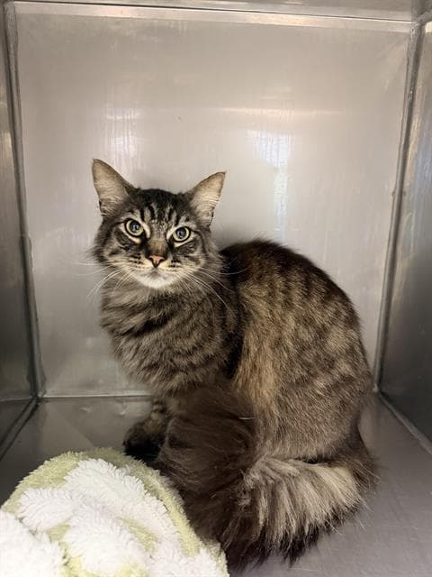 Jack - Domestic Long Hair