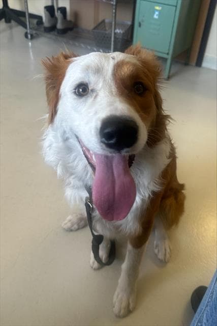 Ollie - Border Collie