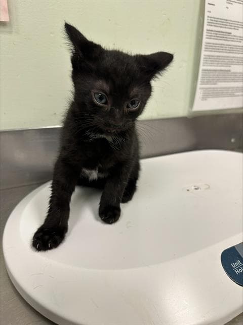 Timmy - Domestic Short Hair
