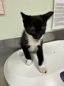 Tabitha image 1