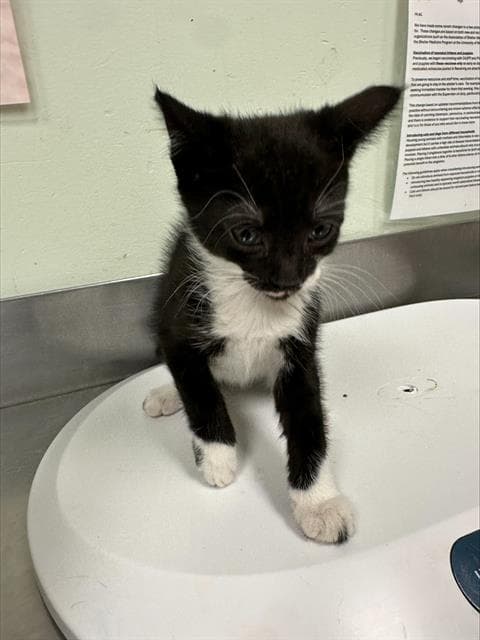 Tabitha - Domestic Short Hair