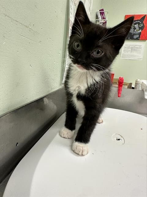 Dora - Domestic Short Hair