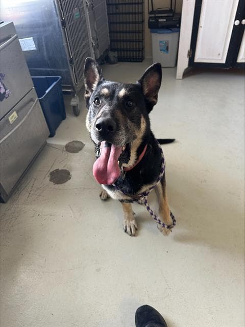 Jefferson - German Shepherd Dog