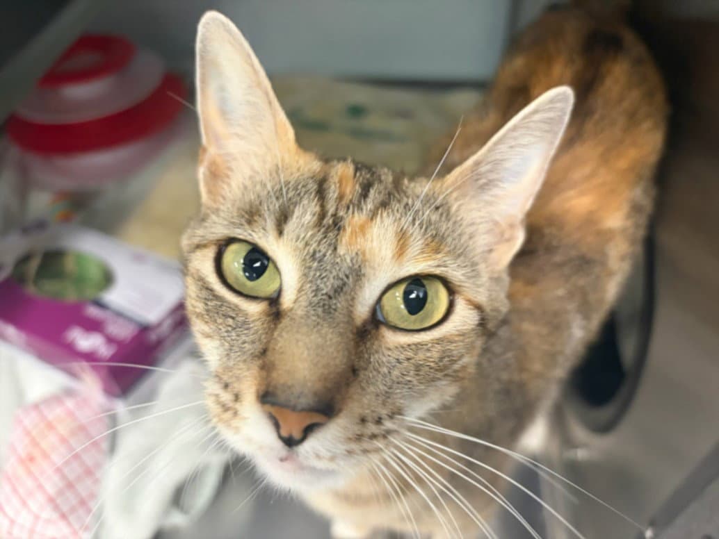 Isla - Domestic Short Hair