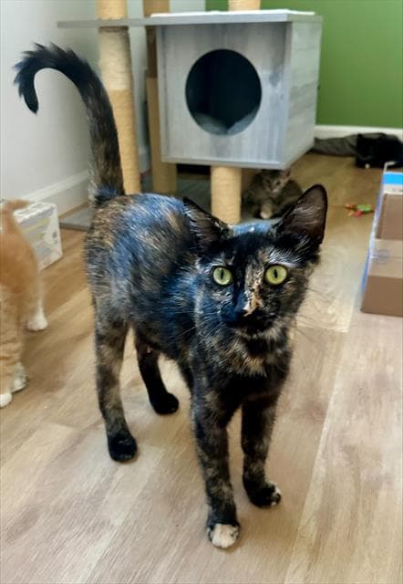 Madame Minou - Domestic Short Hair