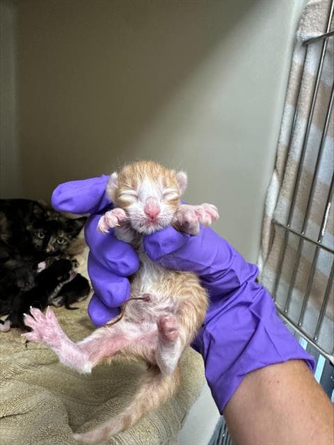 Pierre - Domestic Short Hair