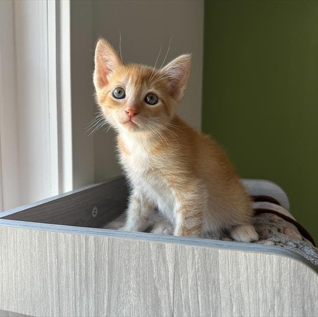 Pierre