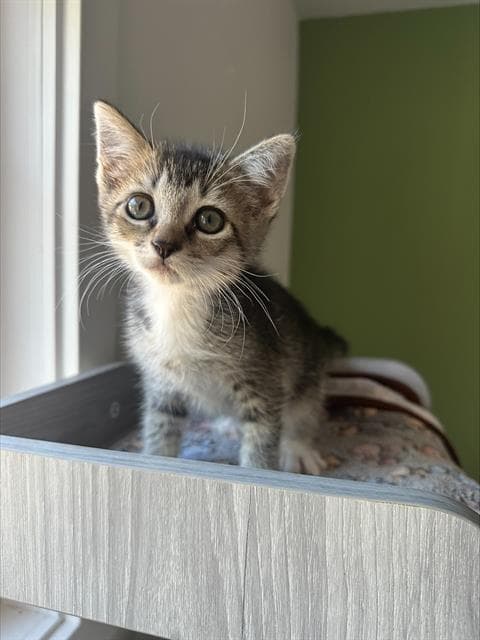 Camille - Domestic Short Hair