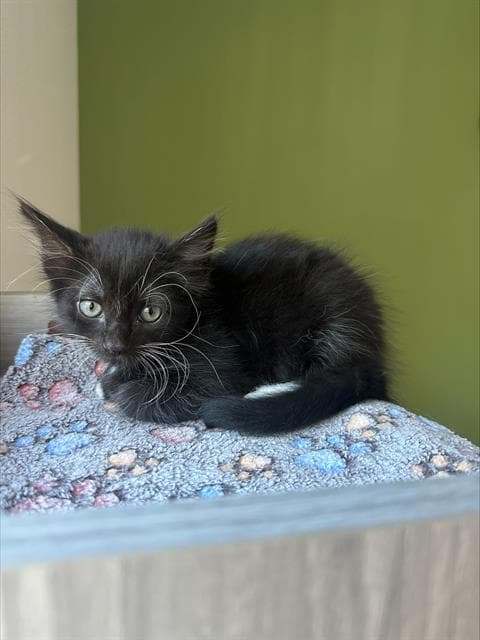 Jean-Guy - Domestic Short Hair