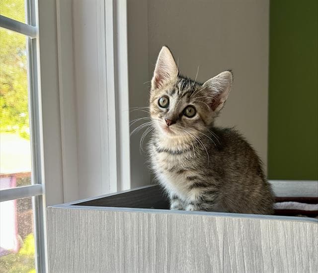 Fleur - Domestic Short Hair