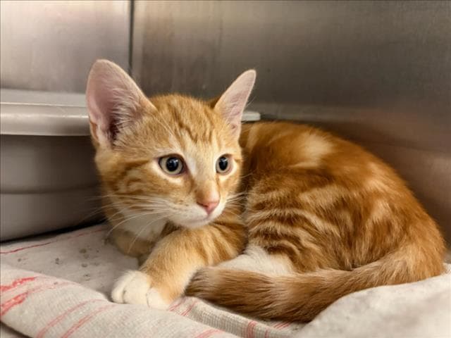 Arabica - Domestic Short Hair