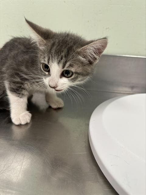 Kona - Domestic Short Hair